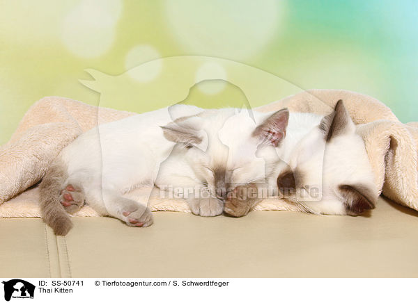 Thai Ktzchen / Thai Kitten / SS-50741