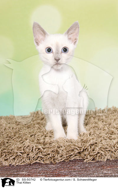 Thai Ktzchen / Thai Kitten / SS-50742