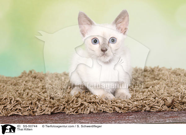 Thai Ktzchen / Thai Kitten / SS-50744