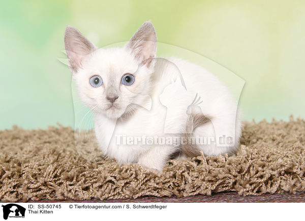 Thai Ktzchen / Thai Kitten / SS-50745