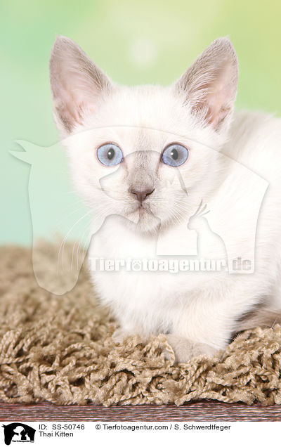 Thai Ktzchen / Thai Kitten / SS-50746