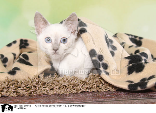 Thai Ktzchen / Thai Kitten / SS-50748