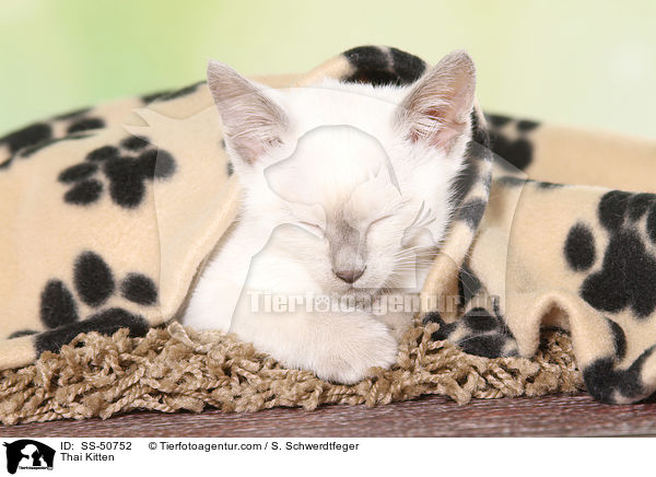 Thai Ktzchen / Thai Kitten / SS-50752