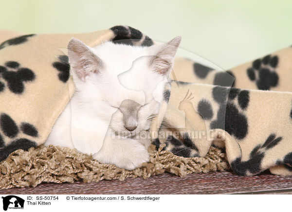 Thai Ktzchen / Thai Kitten / SS-50754