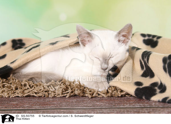 Thai Ktzchen / Thai Kitten / SS-50755