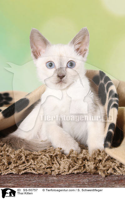 Thai Ktzchen / Thai Kitten / SS-50757