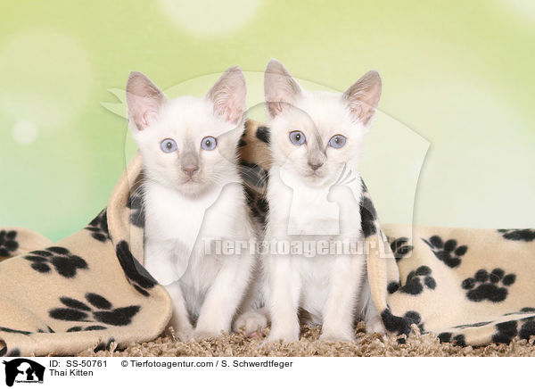 Thai Ktzchen / Thai Kitten / SS-50761
