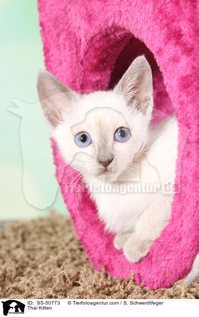 Thai Ktzchen / Thai Kitten / SS-50773