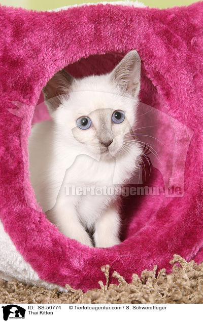 Thai Ktzchen / Thai Kitten / SS-50774