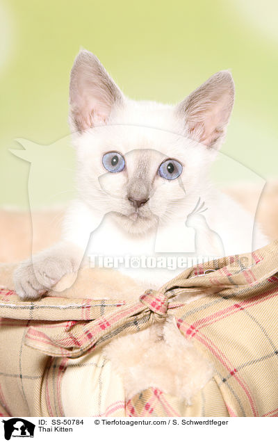 Thai Ktzchen / Thai Kitten / SS-50784