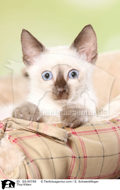 Thai Ktzchen / Thai Kitten / SS-50789