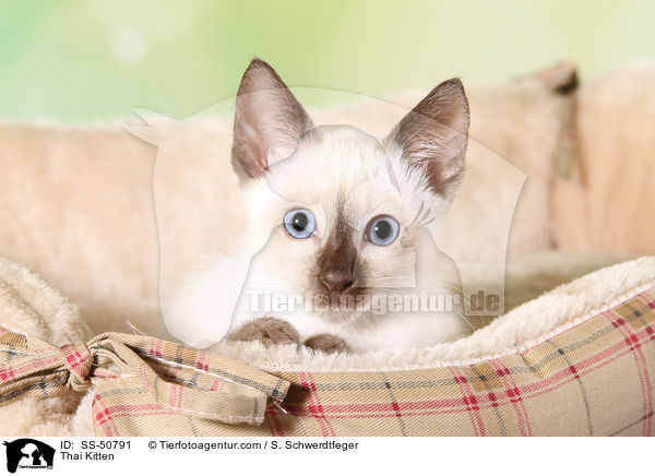 Thai Ktzchen / Thai Kitten / SS-50791
