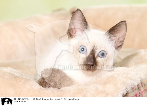 Thai Ktzchen / Thai Kitten / SS-50794