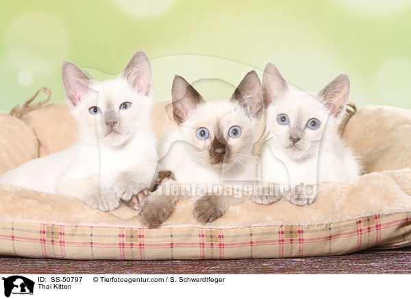 Thai Ktzchen / Thai Kitten / SS-50797