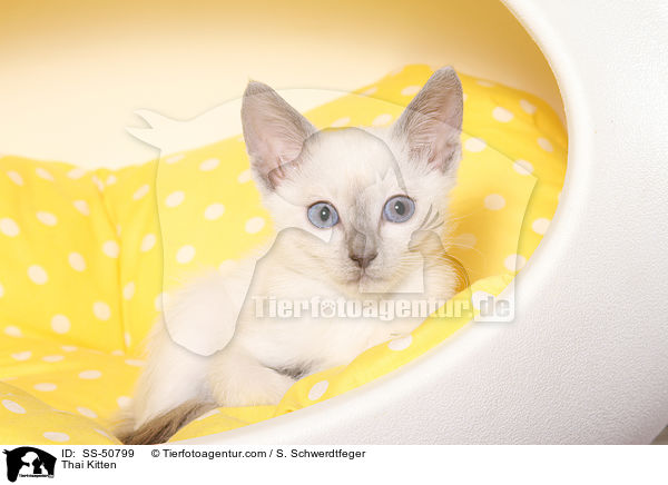 Thai Ktzchen / Thai Kitten / SS-50799