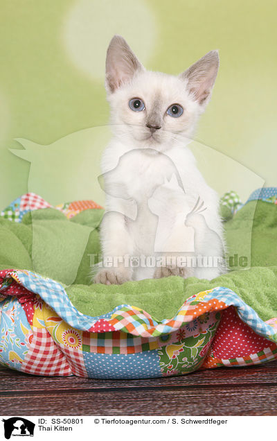 Thai Ktzchen / Thai Kitten / SS-50801
