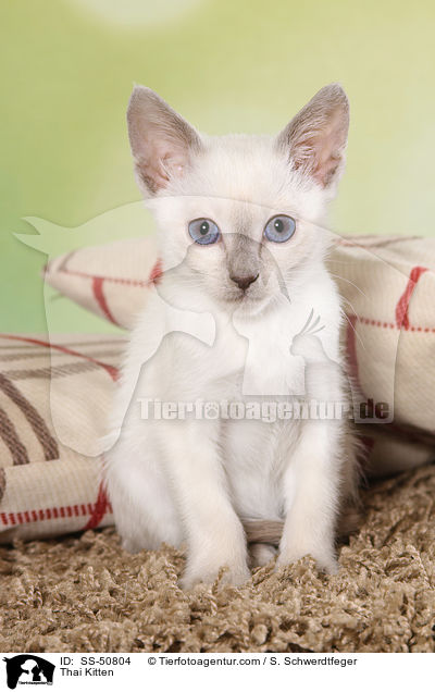 Thai Ktzchen / Thai Kitten / SS-50804
