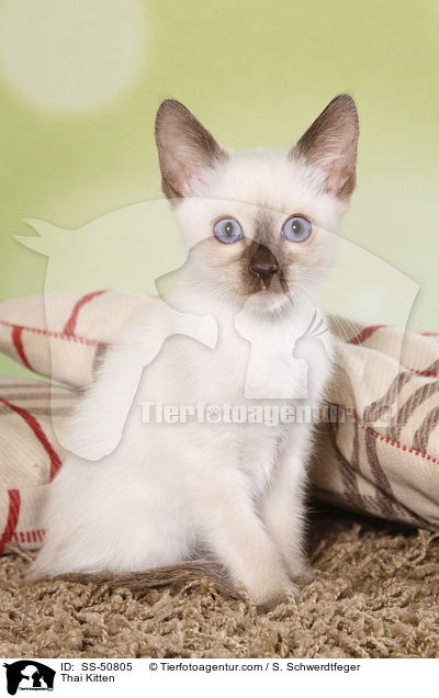 Thai Ktzchen / Thai Kitten / SS-50805