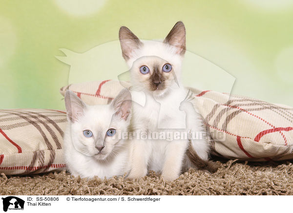 Thai Ktzchen / Thai Kitten / SS-50806