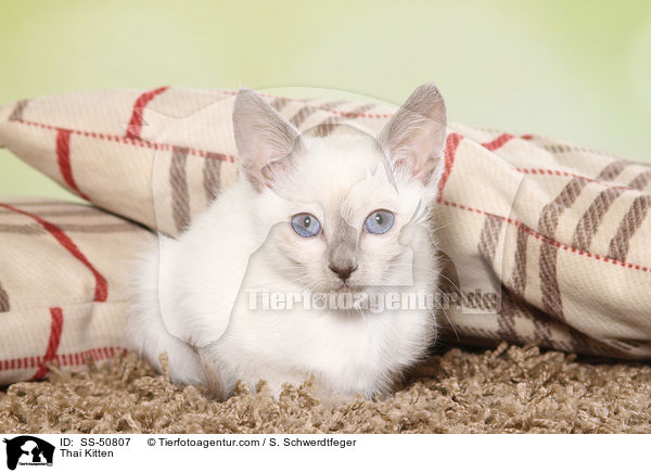 Thai Ktzchen / Thai Kitten / SS-50807