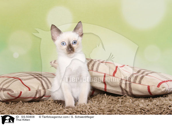 Thai Ktzchen / Thai Kitten / SS-50808