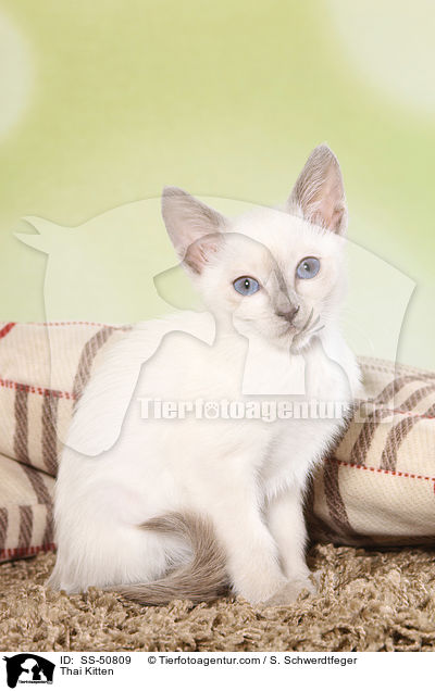 Thai Ktzchen / Thai Kitten / SS-50809