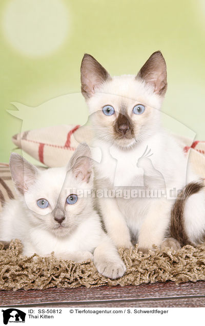 Thai Ktzchen / Thai Kitten / SS-50812