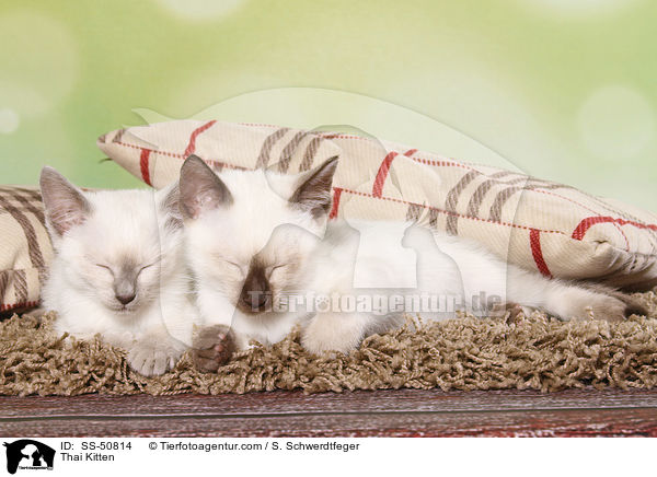 Thai Ktzchen / Thai Kitten / SS-50814