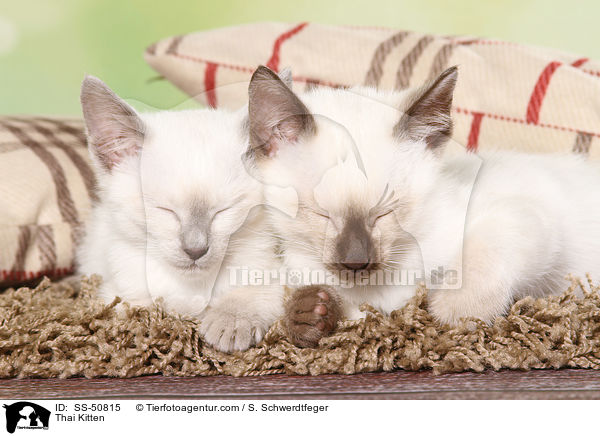 Thai Ktzchen / Thai Kitten / SS-50815