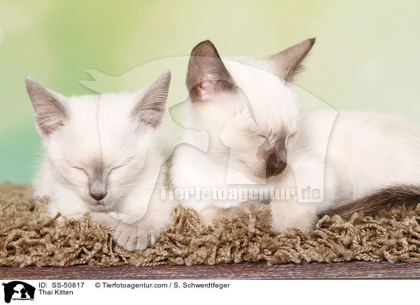 Thai Ktzchen / Thai Kitten / SS-50817