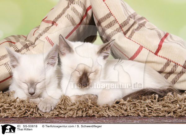 Thai Ktzchen / Thai Kitten / SS-50818