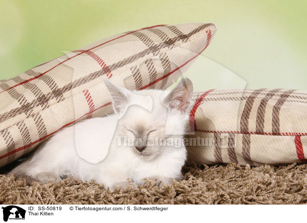 Thai Ktzchen / Thai Kitten / SS-50819