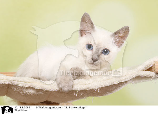 Thai Ktzchen / Thai Kitten / SS-50821
