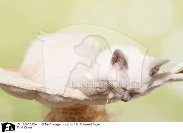 Thai Ktzchen / Thai Kitten / SS-50824