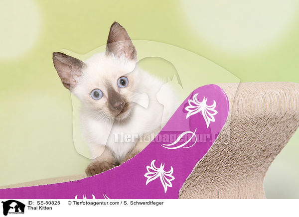 Thai Ktzchen / Thai Kitten / SS-50825