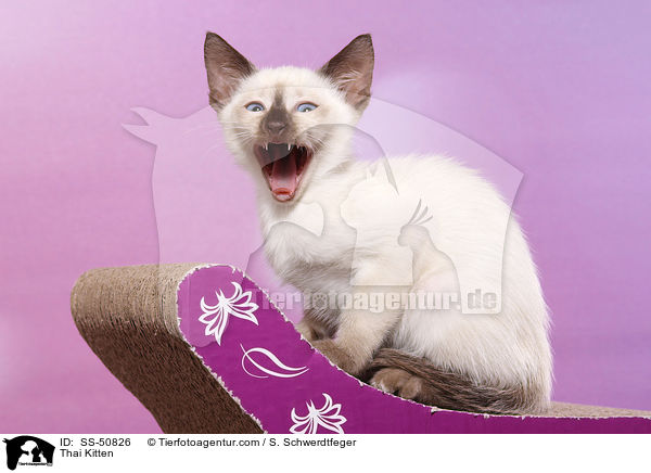 Thai Ktzchen / Thai Kitten / SS-50826