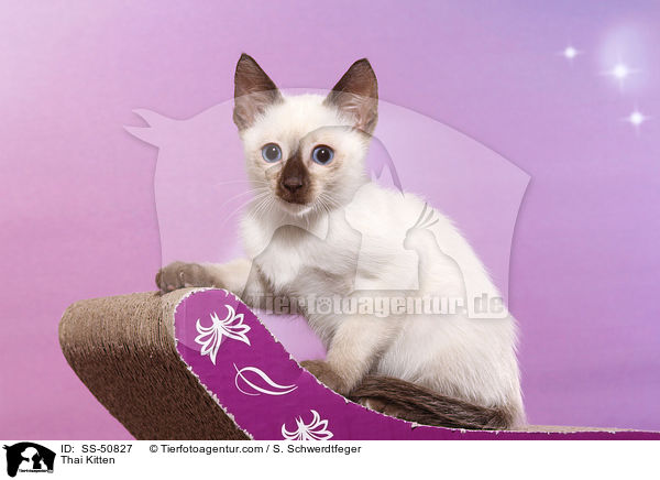 Thai Ktzchen / Thai Kitten / SS-50827