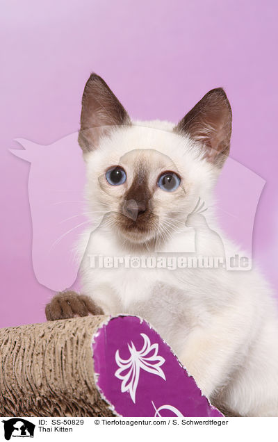 Thai Ktzchen / Thai Kitten / SS-50829