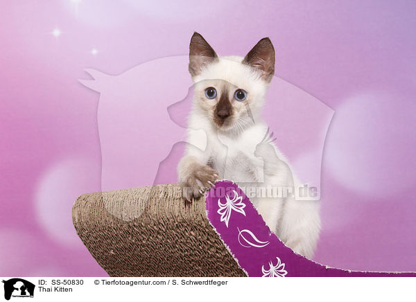 Thai Ktzchen / Thai Kitten / SS-50830