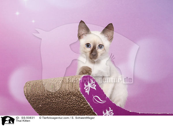 Thai Ktzchen / Thai Kitten / SS-50831