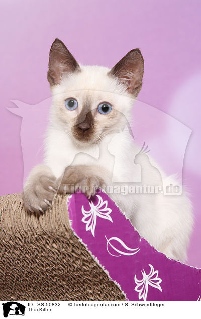 Thai Ktzchen / Thai Kitten / SS-50832
