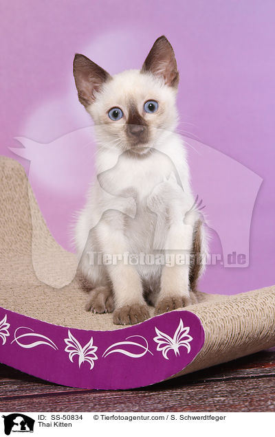 Thai Ktzchen / Thai Kitten / SS-50834