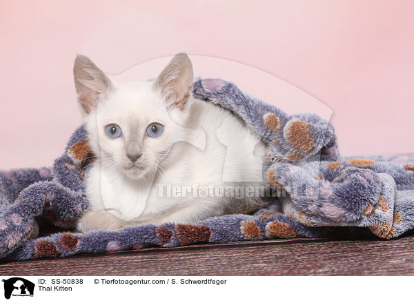 Thai Ktzchen / Thai Kitten / SS-50838