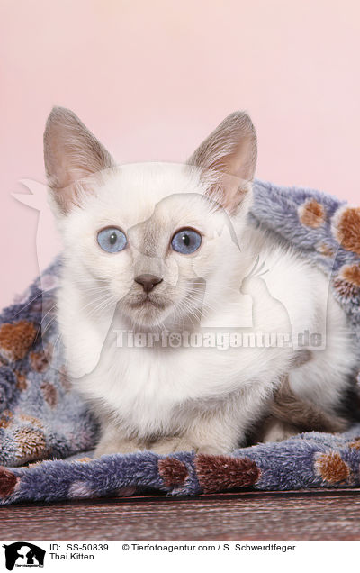 Thai Ktzchen / Thai Kitten / SS-50839
