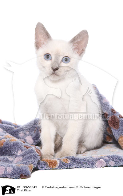 Thai Ktzchen / Thai Kitten / SS-50842