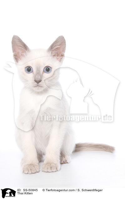 Thai Ktzchen / Thai Kitten / SS-50845