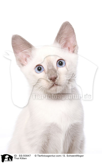 Thai Ktzchen / Thai Kitten / SS-50847