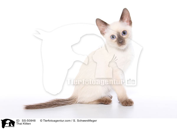 Thai Ktzchen / Thai Kitten / SS-50848