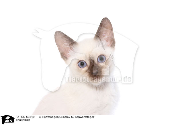 Thai Ktzchen / Thai Kitten / SS-50849