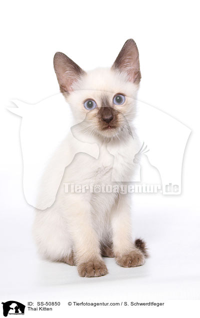 Thai Ktzchen / Thai Kitten / SS-50850